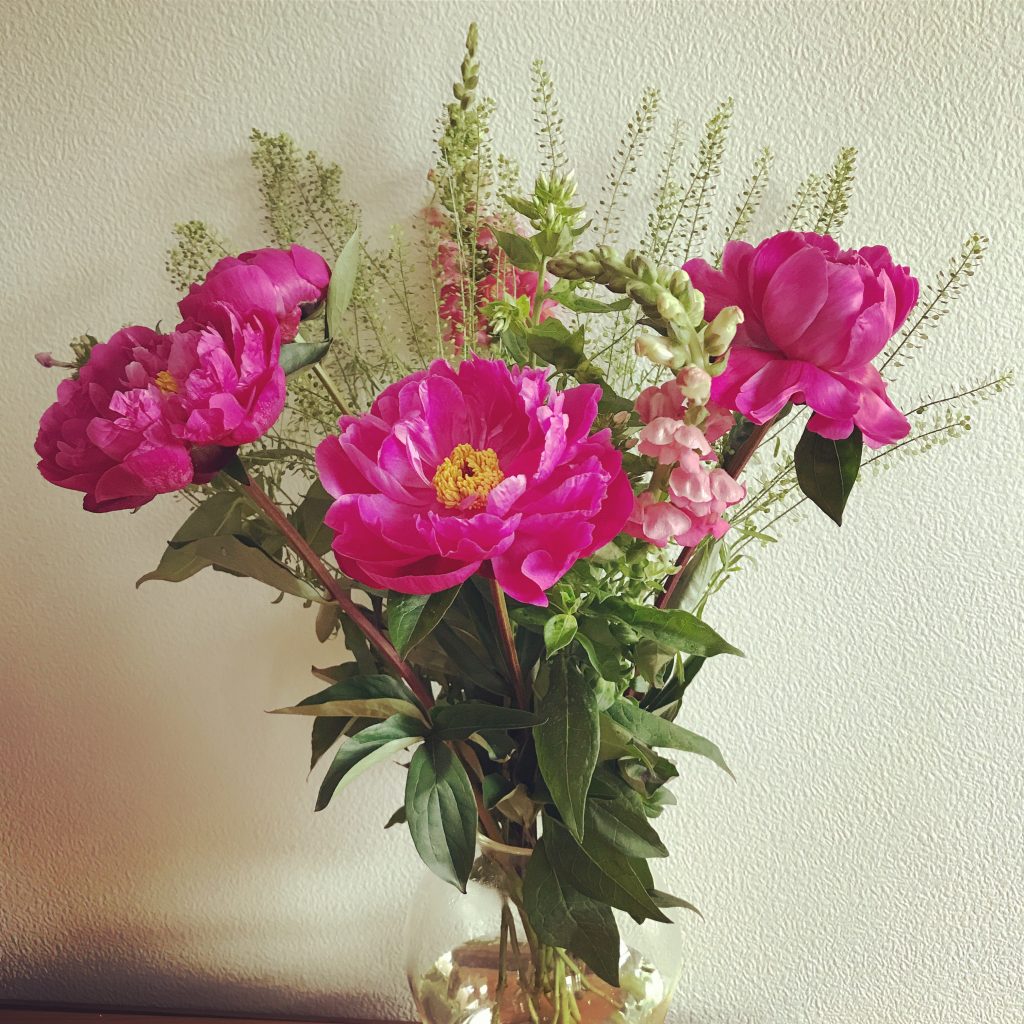 pink Freddie's flowers in vase