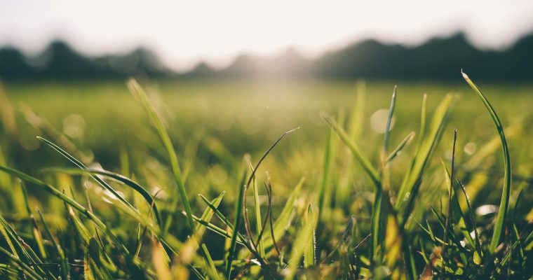 How Easy Is Your Garden To Manage?