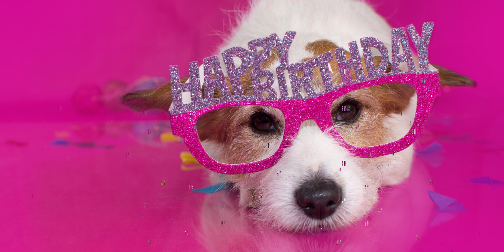 5 Great Ways to Celebrate a Pet’s Birthday