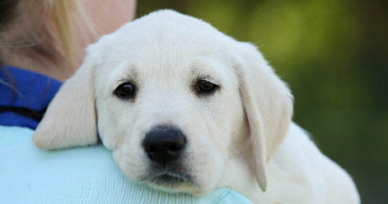 Sponsoring a Guide Dog Puppy is Definitely a Good Idea